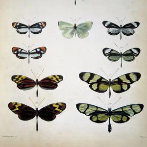 Mimicry in Amazon Butterflies Print, 1862 Mimicry in Amazon Butterflies Print, 1862