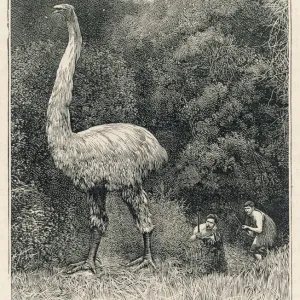 Print of Dinornis giganteus, a large extinct bird Print of Dinornis giganteus, a large extinct bird