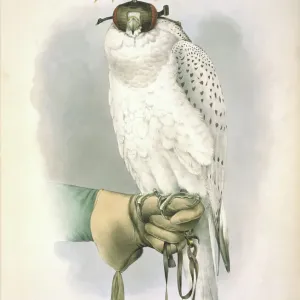 Falco rusticolus Gyrfalcon Print (1844-1853) Falco rusticolus Gyrfalcon Print (1844-1853)