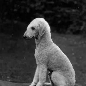 1937 ROBIN OF SIMONSIDE Print by Fall 1937 ROBIN OF SIMONSIDE Print by Fall
