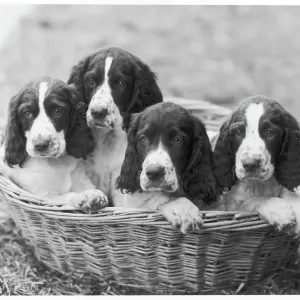Fall English Springer Print Fall English Springer Print