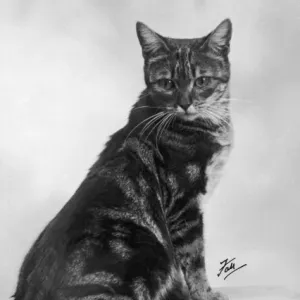Manx Cat Print 1936 Manx Cat Print 1936