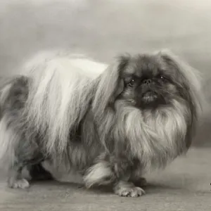 Print of Pekingese dog, Fall 1932 Champion Yu-Fuh of Aldernbourne Print of Pekingese dog, Fall 1932 Champion Yu-Fuh of Aldernbourne