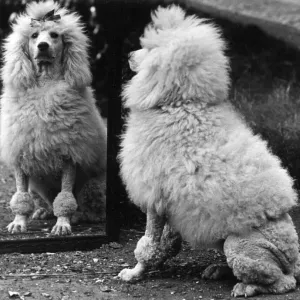 Champion Nunsoe the Florin Poodle Print 1936 Champion Nunsoe the Florin Poodle Print 1936