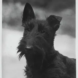 Scottish Terrier Head Study Print Scottish Terrier Head Study Print