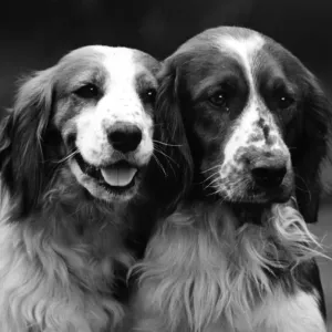 1934 Champion Welsh Springer Head Study Print
