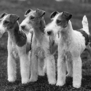 Wire Fox Terrier Print, 1937 Wire Fox Terrier Print, 1937