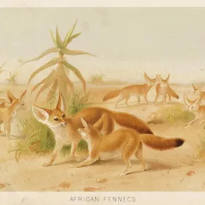 Fennec Fox Print - A Fennec Canis zerda with exceptionally long ears Fennec Fox Print - A Fennec Canis zerda with exceptionally long ears
