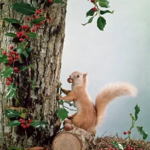 Festive Red Squirrel Print with Holly and Winter Hoard Festive Red Squirrel Print with Holly and Winter Hoard