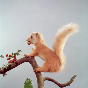Festive Nutty Squirrel Print: Red Squirrel on Holly Branch Festive Nutty Squirrel Print: Red Squirrel on Holly Branch