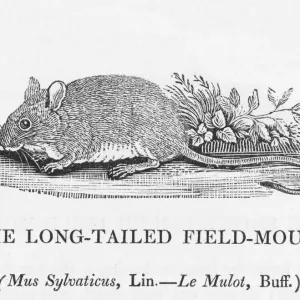 Langschwänzige Feldmaus