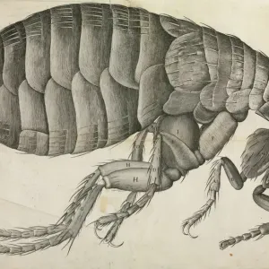 Robert Hooke