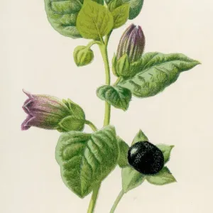Deadly Nightshade Print - Atropa Belladonna