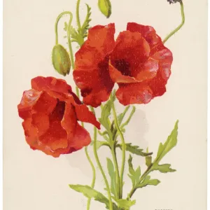Field Poppy Print - Papaver Rhoeas