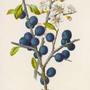 Blackthorn Print - Prunus Communis Flower and Leaf Illustration