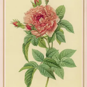 Redoute Pink Rose Print