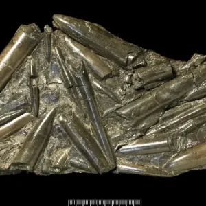 Fossile Belemnitiden Fossile Belemnitiden