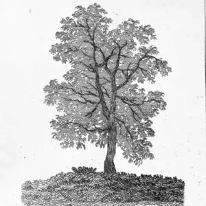 Fraxinus excelsior, Ash Print by John James Audubon Fraxinus excelsior, Ash Print by John James Audubon