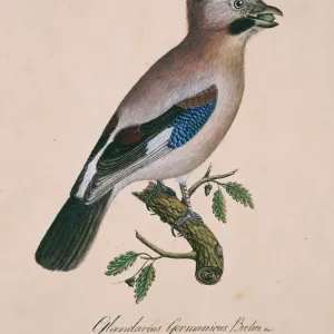 Eurasian Jay Watercolour Print Eurasian Jay Watercolour Print