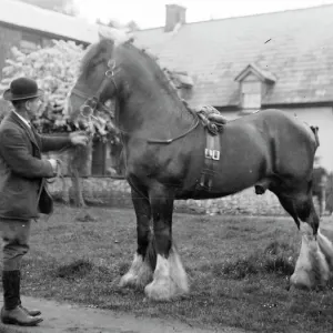 Gentleman with Shire Horse Print, Mid Wales Gentleman with Shire Horse Print, Mid Wales