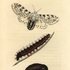 Giant Leopard Moth Print, 1812 Giant Leopard Moth Print, 1812