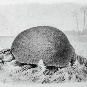 Glyptodonasper Glyptodonasper