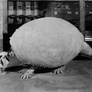 Glyptodon, Riesenarmadille Glyptodon, Riesenarmadille