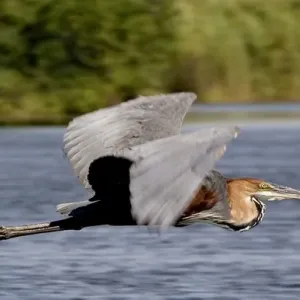 Goliath Heron in Flight Print - Okavango Delta, Botswana Goliath Heron in Flight Print - Okavango Delta, Botswana