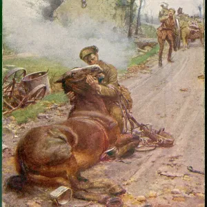 Pferd Verwandte Bilder