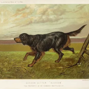 Setador Gordon de Shaw Setador Gordon de Shaw