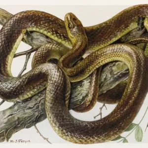 Grass Snake Print - Aesculapius Couleuvre d'Esculape Grass Snake Print - Aesculapius Couleuvre d'Esculape