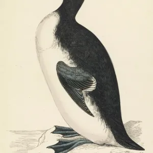 The Great Auk Extinct Print: Last Sighting 1844 The Great Auk Extinct Print: Last Sighting 1844