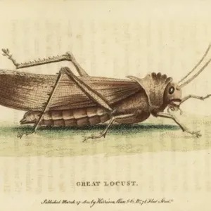 Great Locust Handcolored Copperplate Engraving Print, 1800 Great Locust Handcolored Copperplate Engraving Print, 1800