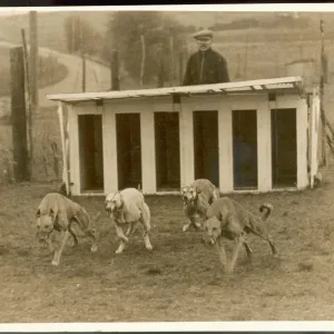 Greyhound Training Dogs at the Greyhound Training School Print Greyhound Training Dogs at the Greyhound Training School Print