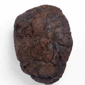 13,000 Year Old Ground Sloth Coprolite Print 13,000 Year Old Ground Sloth Coprolite Print