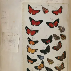 Henry W. Bates Amazon Valley Insect Print, 1851-1854 Henry W. Bates Amazon Valley Insect Print, 1851-1854
