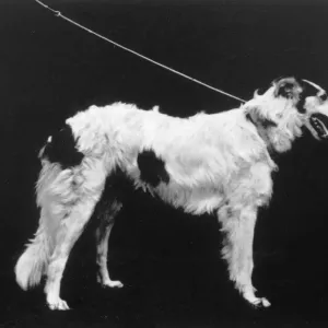 Hannover Borzoi FLOCK Dog Print, 1879 Hannover Borzoi FLOCK Dog Print, 1879