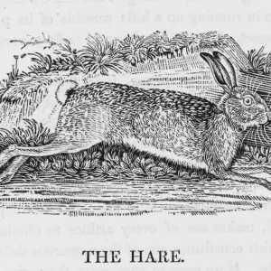 Hare Print (Bewick) lepus timidus Hare Print (Bewick) lepus timidus