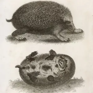 Hedgehog Print, 1803 Engraving of Two Angles Hedgehog Print, 1803 Engraving of Two Angles