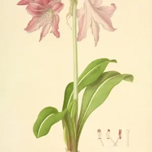 Hippeastrum, amaryllis néerlandaise. Hippeastrum, amaryllis néerlandaise.
