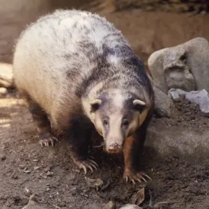 Tasso di tartufo. Tasso di tartufo.