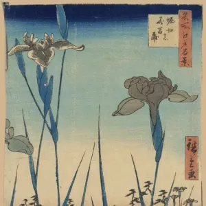 Irisgarten Horikiri