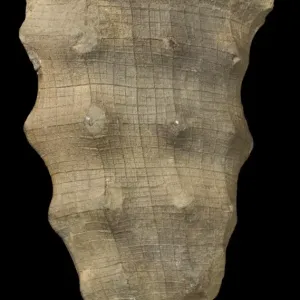 Hydnoceras ist eine Hexaktinellide Schwammart Hydnoceras ist eine Hexaktinellide Schwammart