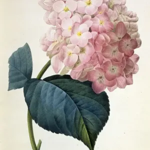 Hydrangea Hortensis Print c1827-33