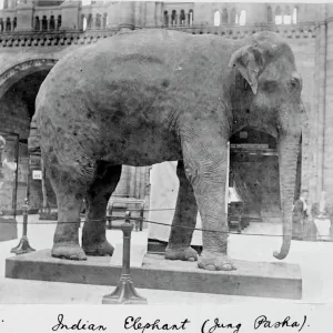 Indian Elephant Print, c. 1898 - Jung Pasha at London Zoo Indian Elephant Print, c. 1898 - Jung Pasha at London Zoo
