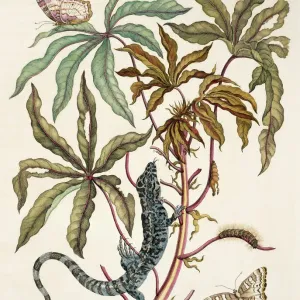 Insects of Surinam Plate 4 Print from Dissertatio (1726)