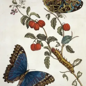 Insects of Surinam Plate 7 Print (1726)