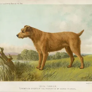 Irish Terrier Print Irish Terrier Print