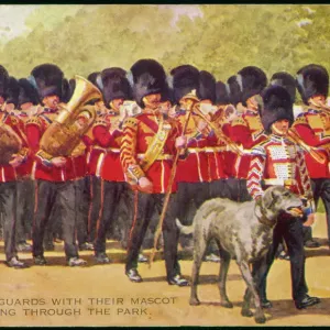 Irischer Wolfshund