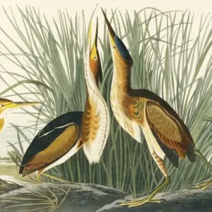 Least Bittern Print, Double Elephant Folio Least Bittern Print, Double Elephant Folio